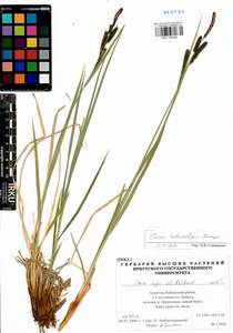 Carex heterolepis Bunge, Siberia, Baikal & Transbaikal region (S4) (Russia)