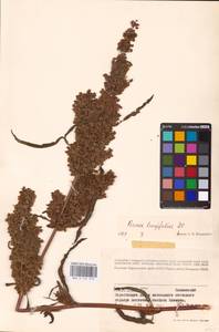 Rumex longifolius DC., Eastern Europe, Western region (E3) (Russia)