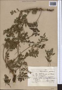 Glycyrrhiza glabra L., Middle Asia, Caspian Ustyurt & Northern Aralia (M8) (Kazakhstan)