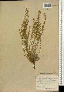 Artemisia caespitosa Ledeb., Mongolia (MONG) (Mongolia)