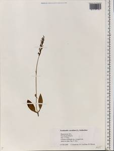 Hemipilia cucullata (L.) Y.Tang, H.Peng & T.Yukawa, Eastern Europe, Central forest region (E5) (Russia)