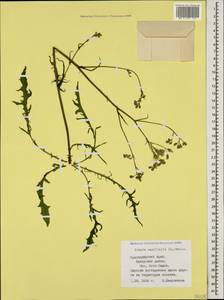 Crepis capillaris (L.) Wallr., Caucasus, Krasnodar Krai & Adygea (K1a) (Russia)