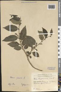 Ulmus pumila L., South Asia, South Asia (Asia outside ex-Soviet states and Mongolia) (ASIA) (China)