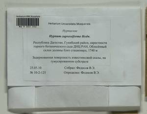 Hypnum cupressiforme Hedw., Bryophytes, Bryophytes - North Caucasus & Ciscaucasia (B12) (Russia)