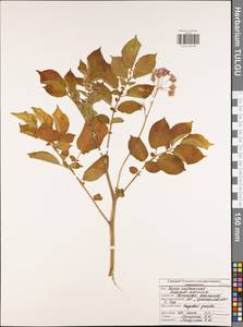 Solanum tuberosum L., Eastern Europe, Central region (E4) (Russia)