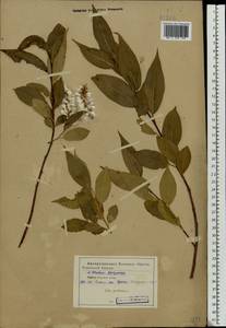 Salix pentandra L., Eastern Europe, Central forest-and-steppe region (E6) (Russia)