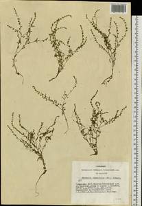 Hackelia thymifolia (A. DC.) I. M. Johnst., Siberia, Altai & Sayany Mountains (S2) (Russia)