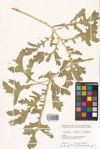 Crambe tataria Sebeók, Eastern Europe, South Ukrainian region (E12) (Ukraine)