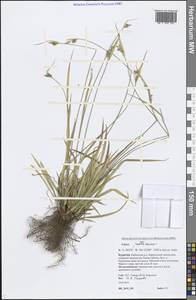 Carex pallescens L., Siberia, Baikal & Transbaikal region (S4) (Russia)