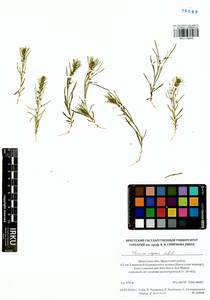 Thesium repens Ledeb., Siberia, Baikal & Transbaikal region (S4) (Russia)