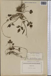 Ranunculus repens L., America (AMER) (Not classified)