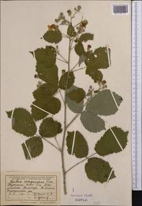 Rubus sanctus Schreb., Middle Asia, Kopet Dag, Badkhyz, Small & Great Balkhan (M1) (Turkmenistan)