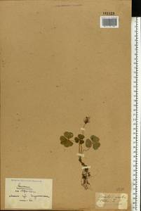 Oxalis acetosella L., Eastern Europe, Belarus (E3a) (Belarus)