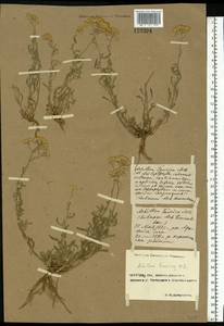 Achillea leptophylla M. Bieb., Eastern Europe, Rostov Oblast (E12a) (Russia)