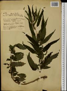 Urtica dioica var. holosericea Fr., Siberia, Russian Far East (S6) (Russia)