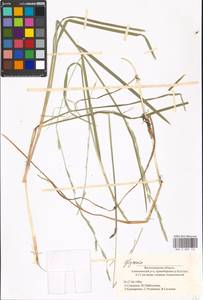 Glyceria fluitans (L.) R.Br., Eastern Europe, Lower Volga region (E9) (Russia)