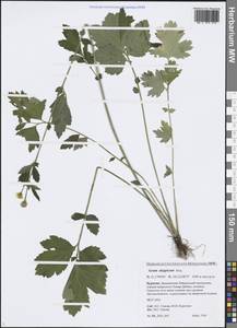 Geum aleppicum Jacq., Siberia, Baikal & Transbaikal region (S4) (Russia)