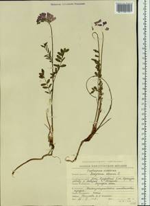 Hedysarum hedysaroides subsp. arcticum (B.Fedtsch.) P.W.Ball, Siberia, Chukotka & Kamchatka (S7) (Russia)