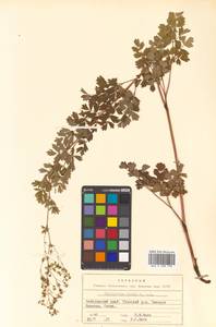 Thalictrum minus subsp. elatum (Jacq.) Stoj. & Stef., Siberia, Russian Far East (S6) (Russia)