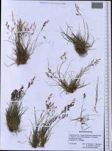 Agrostis flaccida Hack., Siberia, Russian Far East (S6) (Russia)