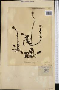 Globularia vulgaris L., Western Europe (EUR) (Italy)
