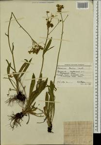 Pilosella leptophyton subsp. leptophyton, Eastern Europe, Central forest-and-steppe region (E6) (Russia)