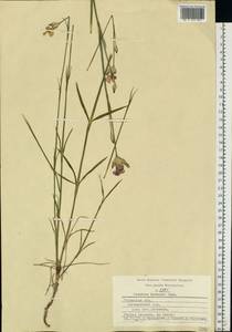 Dianthus borbasii, Eastern Europe, Central region (E4) (Russia)