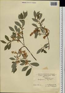 Salix bebbiana Sarg., Siberia, Yakutia (S5) (Russia)