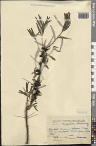 Hippophae rhamnoides L., Siberia, Baikal & Transbaikal region (S4) (Russia)