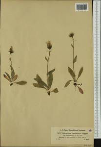 Hieracium dentatum subsp. depressum Nägeli & Peter, Western Europe (EUR) (Switzerland)