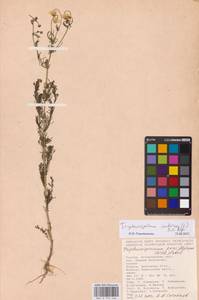 Achillea, Eastern Europe, Lower Volga region (E9) (Russia)