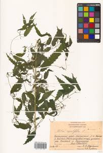 Urtica dioica var. holosericea Fr., Siberia, Russian Far East (S6) (Russia)