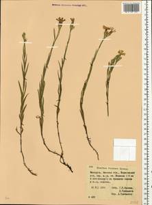 Dianthus chinensis, Eastern Europe, Belarus (E3a) (Belarus)