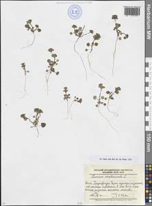 Lamium amplexicaule L., Caucasus, North Ossetia, Ingushetia & Chechnya (K1c) (Russia)