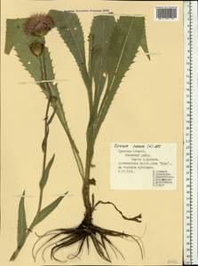Cirsium canum (L.) All., Eastern Europe, Central region (E4) (Russia)