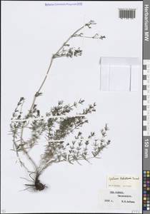 Galium xeroticum (Klokov) Pobed., Caucasus, Stavropol Krai, Karachay-Cherkessia & Kabardino-Balkaria (K1b) (Russia)