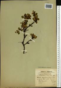 Betula nana L., Eastern Europe, Northern region (E1) (Russia)