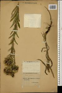 Carlina vulgaris L., Caucasus, Stavropol Krai, Karachay-Cherkessia & Kabardino-Balkaria (K1b) (Russia)