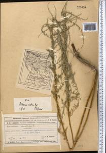 Artemisia oliveriana J. Gay ex DC., Middle Asia, Muyunkumy, Balkhash & Betpak-Dala (M9) (Kazakhstan)