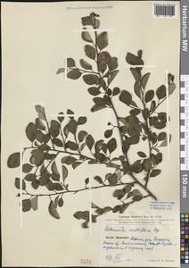 Cotoneaster multiflorus Bunge, South Asia, South Asia (Asia outside ex-Soviet states and Mongolia) (ASIA) (China)