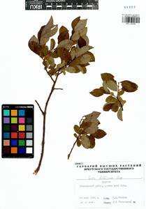 Salix bebbiana Sarg., Siberia, Baikal & Transbaikal region (S4) (Russia)
