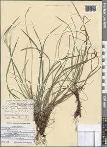 Carex digitata L., Eastern Europe, Northern region (E1) (Russia)