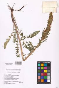 MHA 0 162 172, Pedicularis kaufmannii Pinzger, Eastern Europe, Central forest-and-steppe region (E6) (Russia)