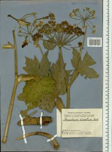 Heracleum dissectum Ledeb., Siberia, Altai & Sayany Mountains (S2) (Russia)