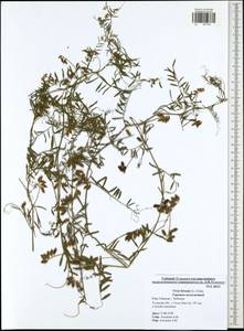 Vicia hirsuta (L.)Gray, Eastern Europe, Central region (E4) (Russia)