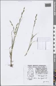 Lolium persicum Boiss. & Hohen., Eastern Europe, Volga-Kama region (E7) (Russia)