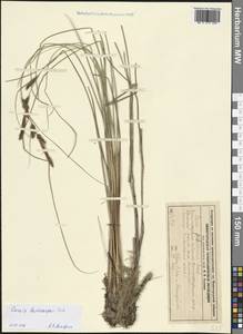 Carex pediformis C.A.Mey., Eastern Europe, Volga-Kama region (E7) (Russia)