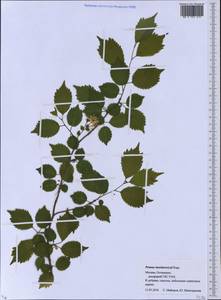 Prunus maximowiczii Rupr., Eastern Europe, Moscow region (E4a) (Russia)