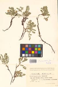 Sibbaldianthe orientalis (Soják) Mosyakin & Shiyan, Eastern Europe, Lower Volga region (E9) (Russia)