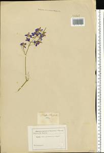 Delphinium, Eastern Europe, South Ukrainian region (E12) (Ukraine)